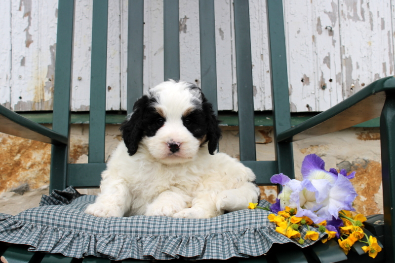 puppy, for, sale, Mini Bernedoodle F2, Matthew B. Stoltzfus, dog, breeder, Gap, PA, dog-breeder, puppy-for-sale, forsale, nearby, find, puppyfind, locator, puppylocator, aca